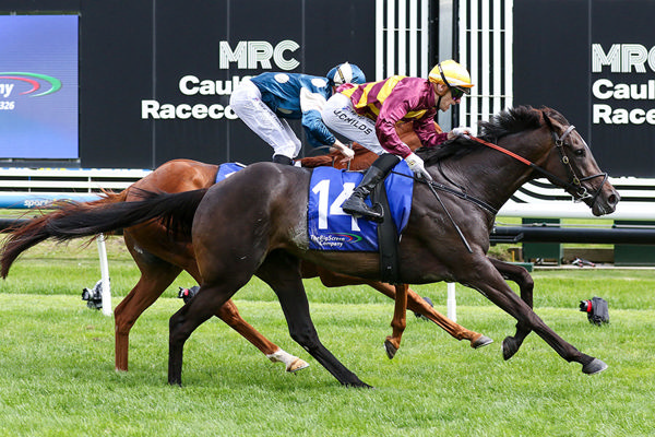 She’s A Hustler continues her strong form with a win in the Gr.2 Zipping Classic (2400m) at Caulfield. Photo: Bruno Cannatelli