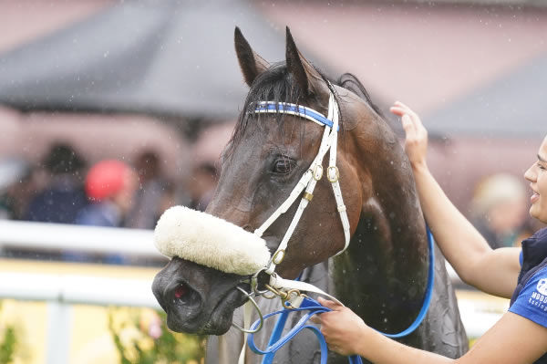 She's Got Pizzazz is well named, a beauty queen! - image Scott Barbour / Racing Photos 