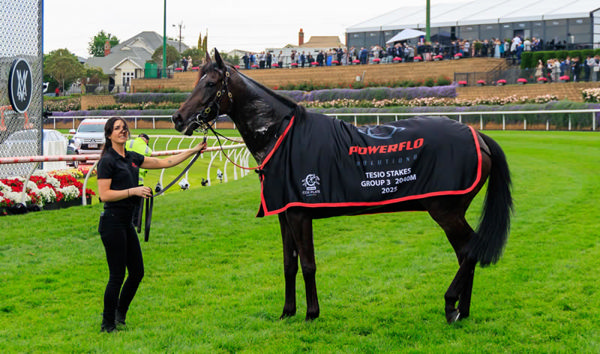 She's a Hustler is the fourth stakes-winner for Ace high - image Grant Courtney