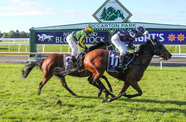 She’s A Con downs Luella Cristina in an epic finish to the Listed New Zealand Bloodstock Warstep Stakes (2000m) Photo: Race Images South 
