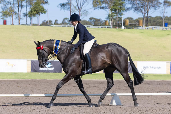 Another amazing horse bred by Stuart Ramsey - She's Amazing and Louise Refalo - image Equimillion