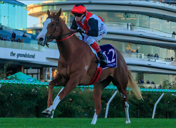 She's an Artist was an eye-catcher at Flemington and not just because of her flashy good looks - image Grant Courtney 