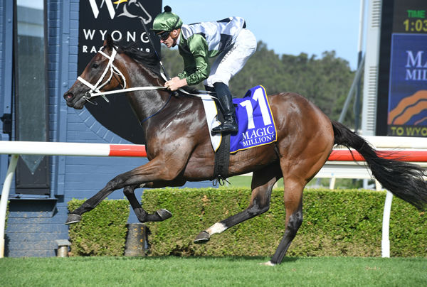 She's All Class won the MM Wyong 2YO Classic and was never out of second gear at the trials on Monday - image Steve Hart 