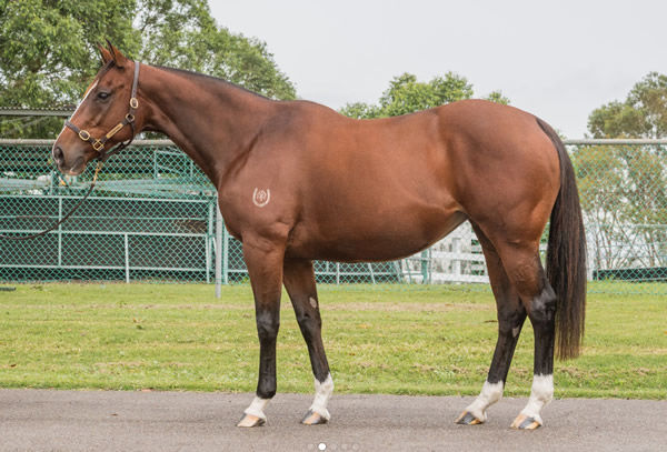 Lot 10 She's a Wildcat sold for $230,000