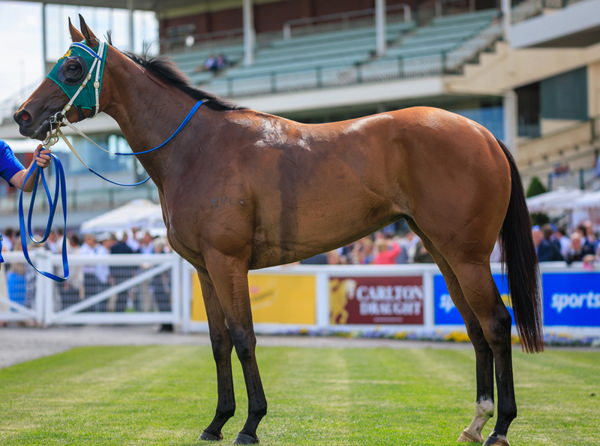 How high can Sheza Alibi fly in the autumn? - image Grant Courtney