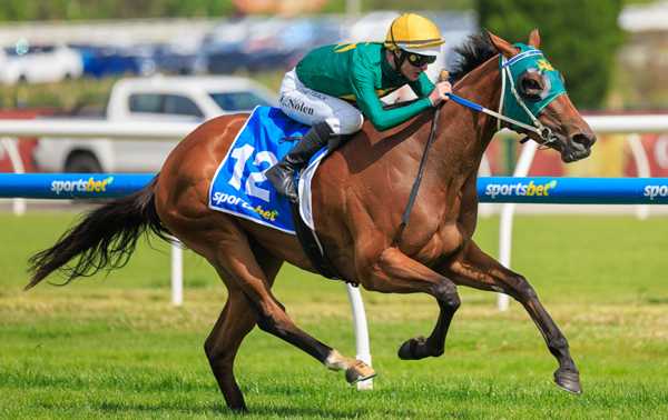 Sheza Alibi wins the G2 Sandown Guineas by daylight - image Grant Courtney