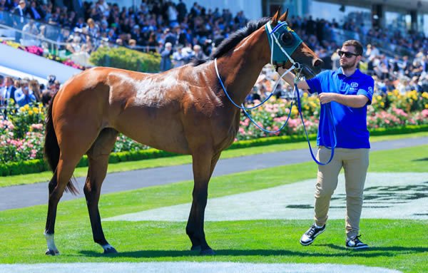 Sheza Alibi is now a G3 winner - image Grant Courtney