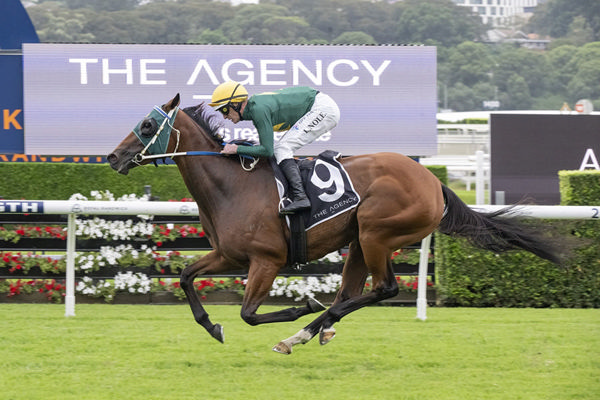 Tara Talks Racing – Sales and Races – Hard to Keep Up | Breednet