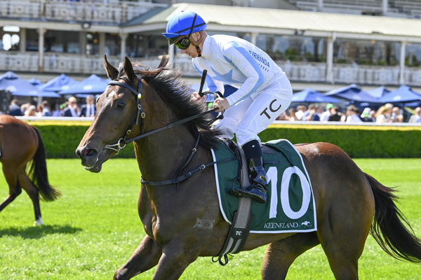 Shiki was a $420,000 Magic Millions purchase - image Bradley Photography