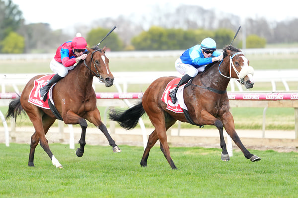 Shinjina defeats Lady Verity at Sale - image Scott Barbour / Racing Photos