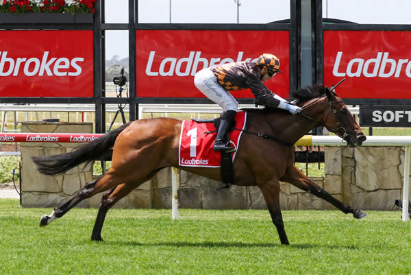 Shockletz runs out a strong winner of the Ray White Pakenham & Officer Handicap (2500m) at Pakenham on Saturday. Photo: Bruno Cannatelli