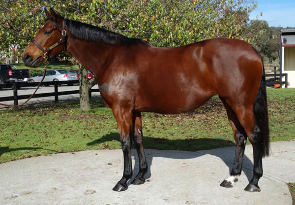Lot 458 Shoepeg is in foal to Lonhro, click to see her page.