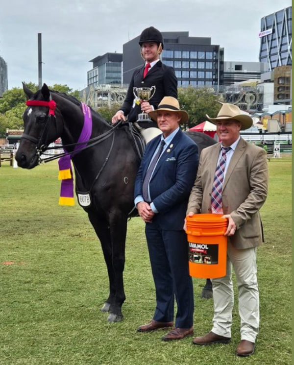 Pierro Sires Champion Hack of Queensland at EKKA 2024