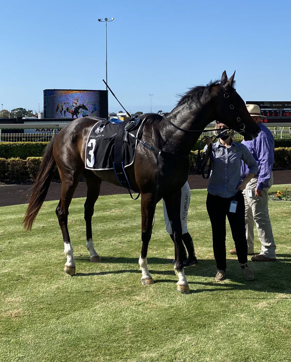 Two in a row for Deep Impact's Shosha (image Brisbane Race Club)