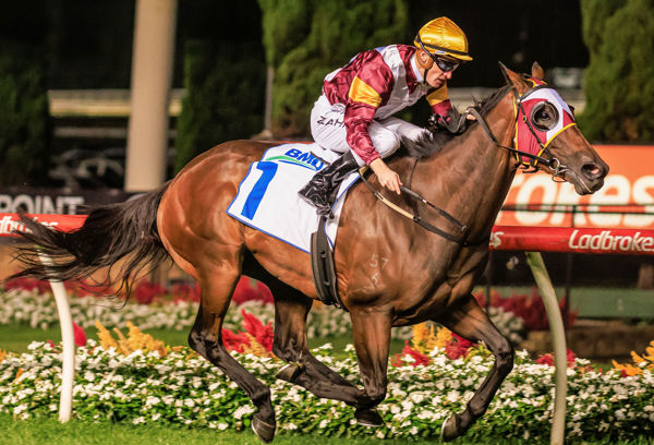 Dual G1 winner Shout the Bar has been a star performer for Not a Single Doubt - image Grant Courtney 