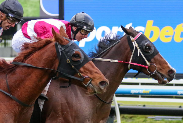 Showmanship winning at Caulfield on Saturday.  Photo: Bruno Cannatelli