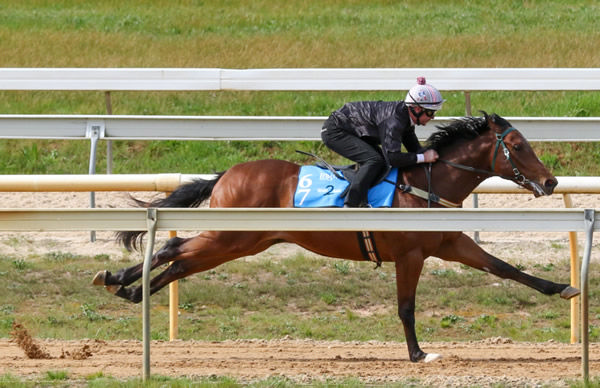 Showtime colt from Damselle breezed fastest at Seymour.