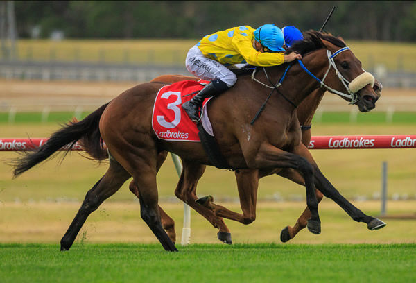 Shuffle Dancer outpoints Royal Merchant to win G2 Angus Armanasco Stakes - image Grant Courtney