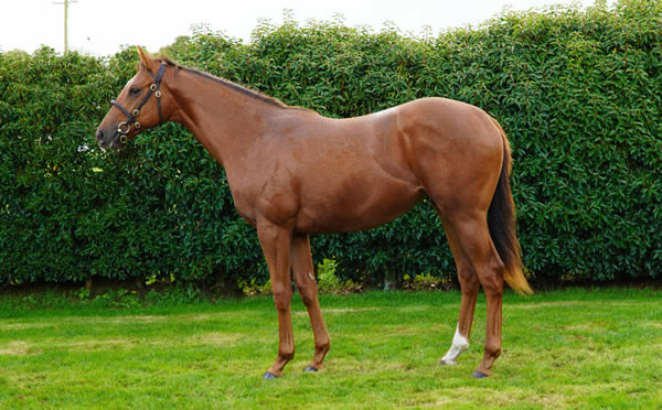 Shuwari was purchased for 80,000 guineas from Tattersalls October Book 2.