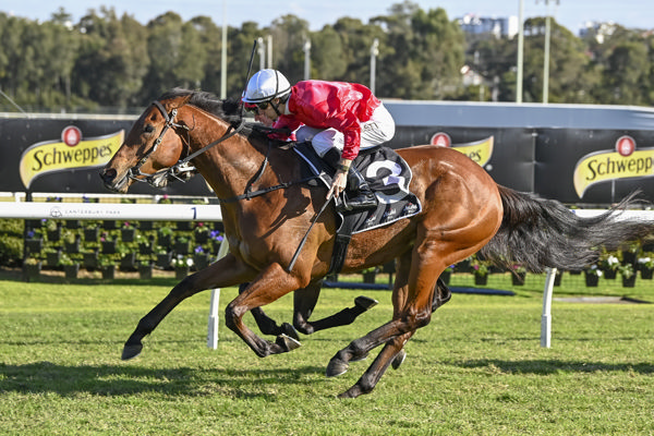 Signor Tortoni eclipses runner-up Kilonova - image Bradley Photography