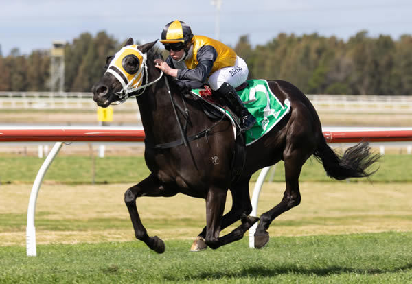 Signora Nera was impressive at Kembla - image Steve Hart