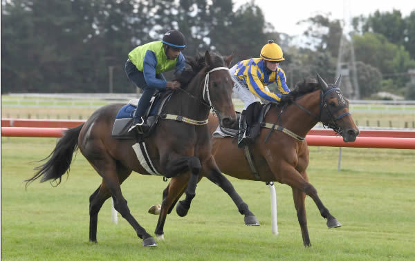 Silent Is Gold (inside) during an exhibition gallop at Otaki on Monday.   Photo: Peter Rubery (Race Images Palmerston North)