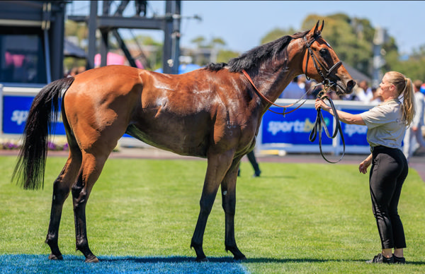 Single Choice is no wa G2 winner - image Grant Courtney 