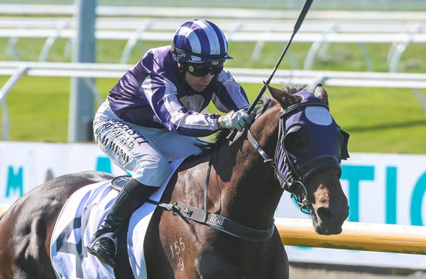 Sir Albert winning the Listed Sothys Spring Classic (2000m) at Riccarton on Saturday.  Photo: Ajay Berry (Race Images South)