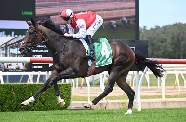 Sir Loyne wins in a breeze at Wyong - image Bradley Photos