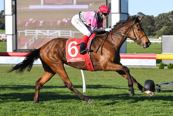 Sirileo Miss resumed with a great win at Sandown - image  Pat Scala / Racing Photos