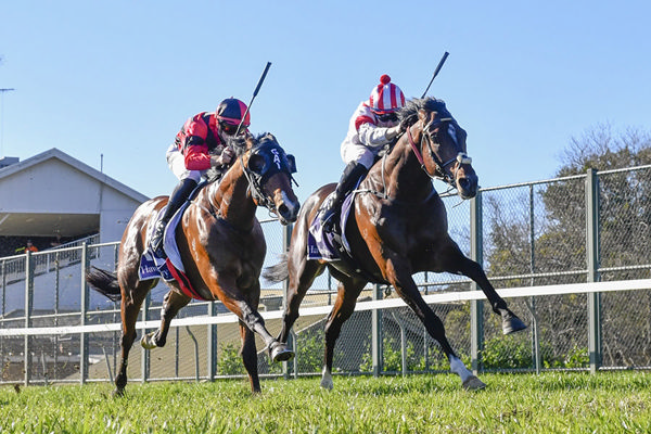 Sirius Legend (red and white cap) Gets His Head Down On The Line To Break His Maiden - Image Bradley Photos
