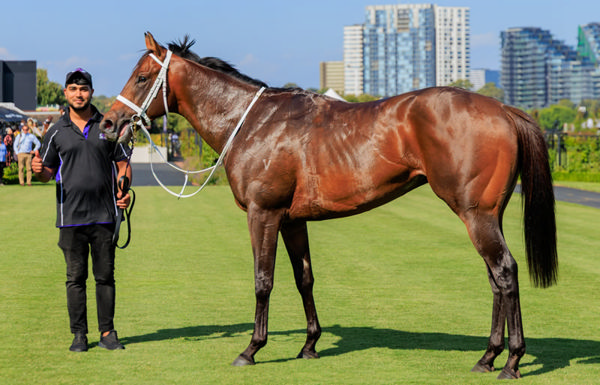 Sixties is the highest priced yearling ever sired by Flying Artie.