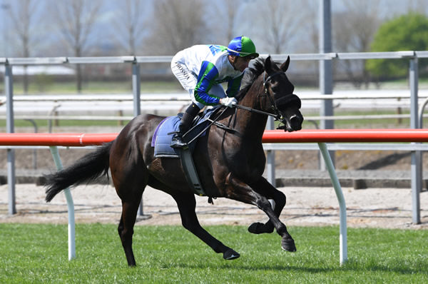 Skew Wiff during her exhibition gallop at Matamata on Wednesday. Photo: Kenton Wright (Race Images)