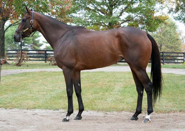 Frankel mare Skims sold for $1.8million.