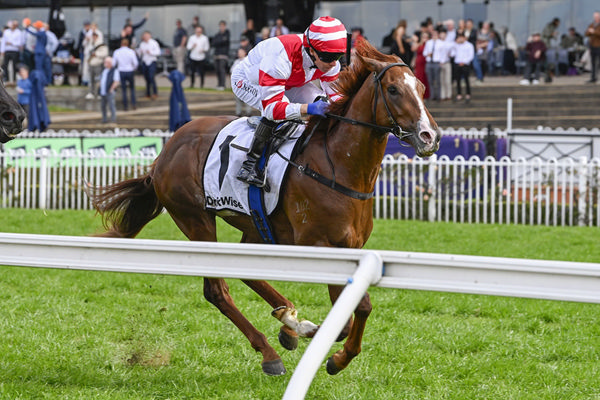 The Flashing Chestnut Skyhook Holds A Group 1 Golden Rose Nomination - Image Bradley Photos