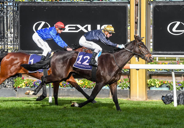 Skyphios wins at Flemington to secure a start in the Victoria Derby - image Brett Holburt / Racing Photos