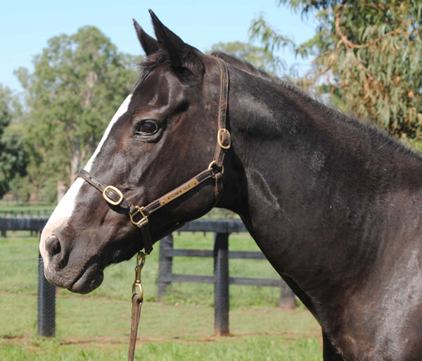 Vale, Slight Chance, what a filly and what a life well lived! 