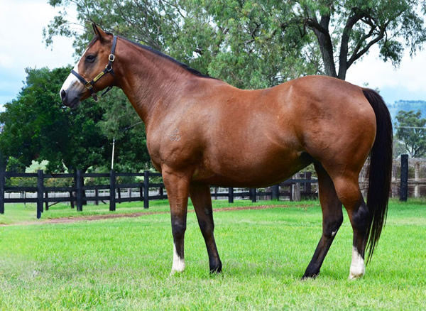 Slumber Party was sold in foal to Justify (USA) for $255,000. 