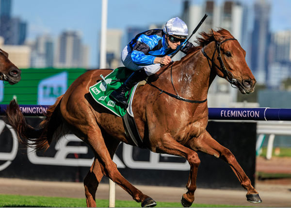 Smokin' Romans smokes his rivals in the G1 Turnbull - image Grant Courtney
