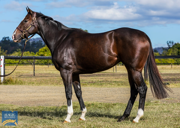 Snitcat was third to Coolangatta in Magic Millions 2YO Classic.