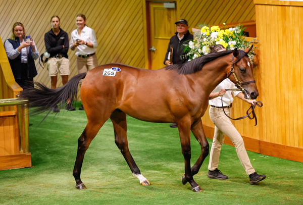Lot 265 a colt by Snitzel from the draft of Cambridge Stud sold for $850,000 at Karaka on Sunday. Photo: Angelique Bridson