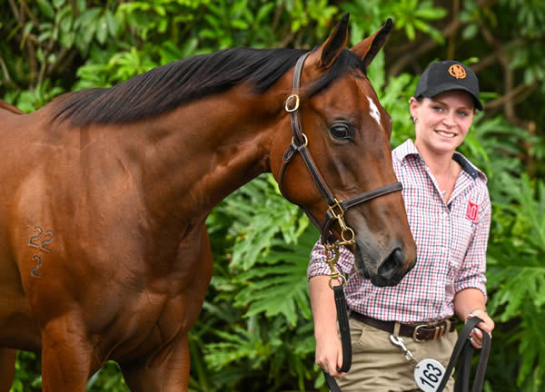 $1.25million Snitzel filly from Serena Bay in swan mode - image Magic Millions  