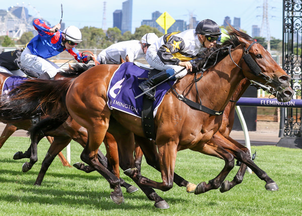 So Risque is a progressive gelding in the Lindsay Park Racing team   - image Racing Photos