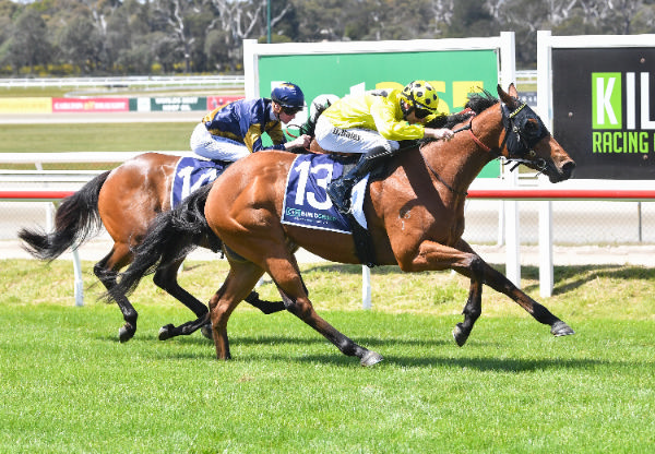 Sociable scores in a good battle at Kilmore - image Pat Scala / Race Photos