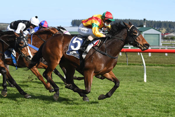 Soldier Boy races to victory in the Listed HS Dyke Wanganui Guineas (1340m) Photo Credit: Race Images - Grant Matthew