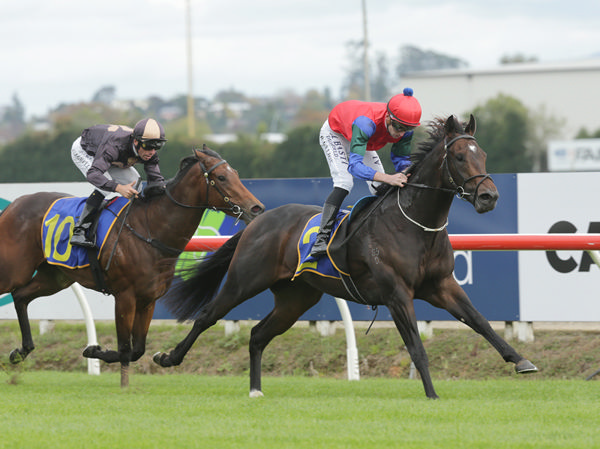 Solidify was an impressive winner at Te Rapa on Saturday Photo: Trish Dunell