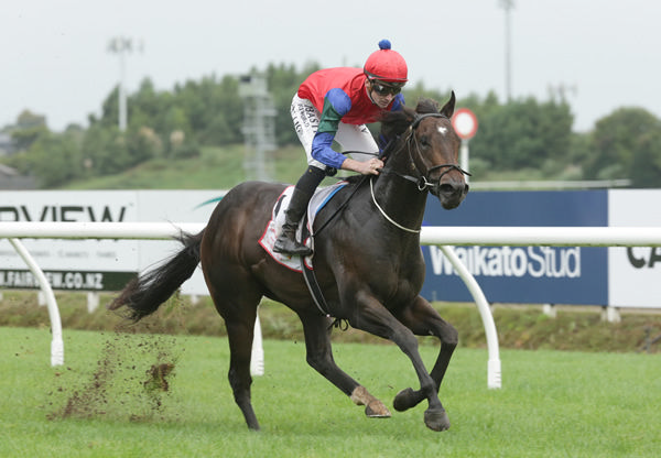 Solidify on his way to the start at Te Rapa prior to taking out the Listed Waikato Equine Veterinary Services 2YO Stakes (1200m) Photo: Trish Dunell