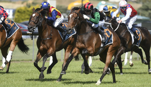 Son of Sun winning the Gr.3 Queen Elizabeth II Cup (2400m).   Photo: Kenton Wright (Race Images)