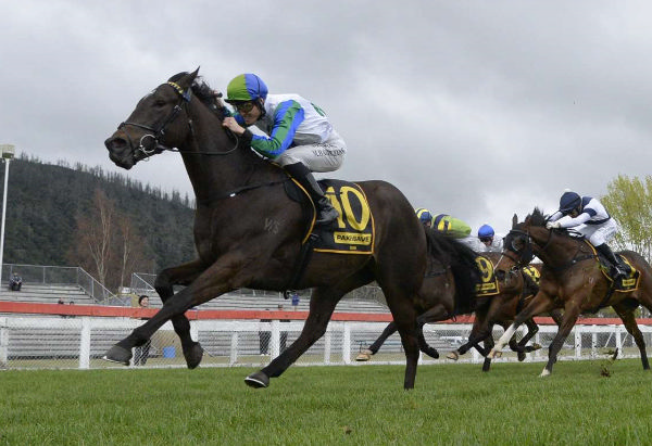 $3.5 million NZB Kiwi (1500m) contender Sought After will line-up at Te Rapa on Saturday.   Photo: Race Images