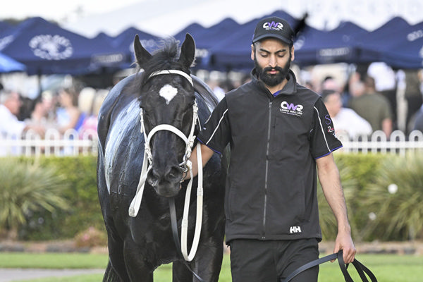 Soul Of Spain Is Now Into Equal Favouritism For the G1 The Metropolitan - Image Bradley Photos